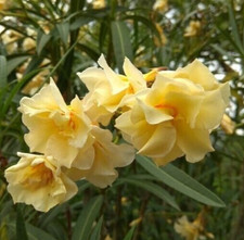 YELLOW   OLEANDER NERIUM 