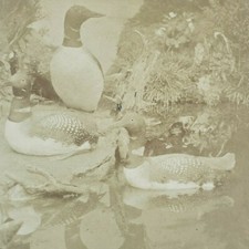 Green Loon Diver Duck 1870