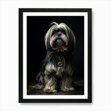 Lhasa Apso Dog Advanced Age