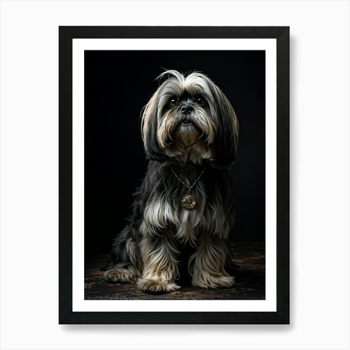 Lhasa apso dog - lhasa, advanced