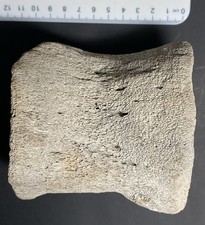 Huge Fossil Whale/Cetacean