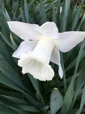30 Daffodil 'Mount Hood' Bulbs