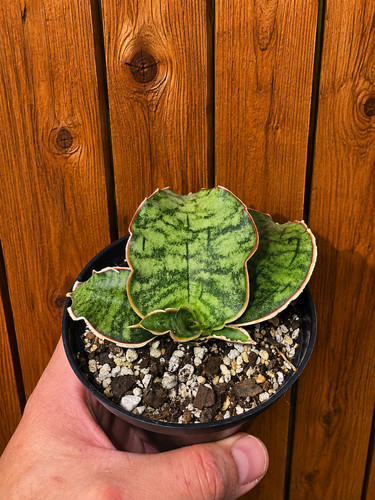 Sansevieria silver blue - ‘silver,