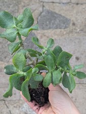 Crassula Ripple Jade Succulent