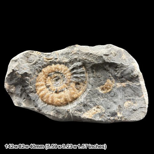 Xipheroceras calcite ammonite - calcite,