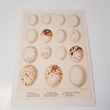Antique Bird Egg c1890s print lithograph ornithology Frohawk Britain matted #4