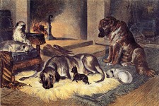 PUG ENGLISH TOY TERRIER