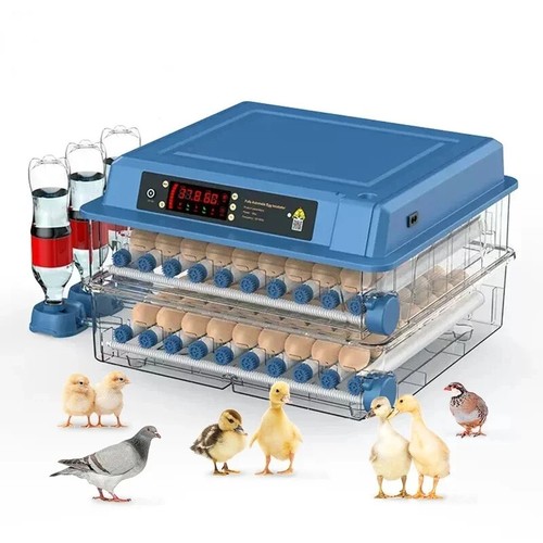 Automatic digital eggs - digital,