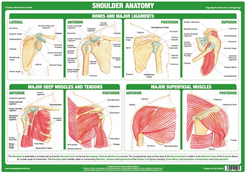 Shoulder anatomy poster - anatomy,