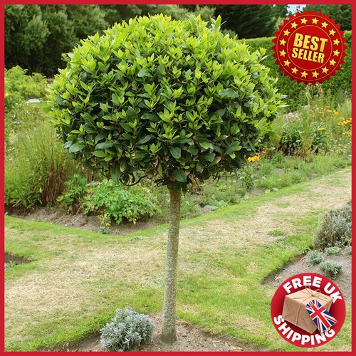 Evergreen sweet bay tree - evergreen,