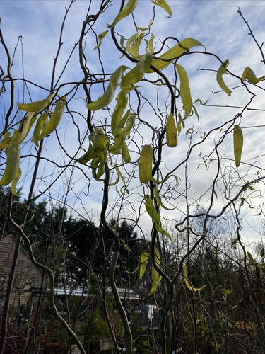 Salix contorta twisted willow - contorta,