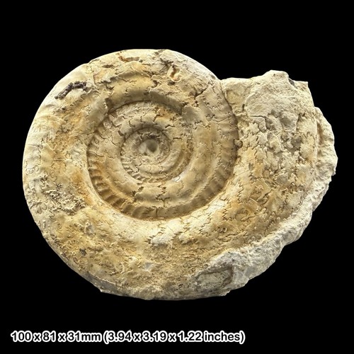 Hildoceras fossil ammonite - hildoceras,
