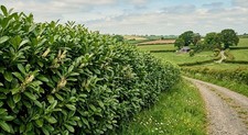 10 Carolina Cherry Laurel