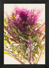 Ornamental cabbage 2 Framed