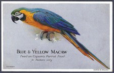 Blue & Yellow Macaw - Capern's