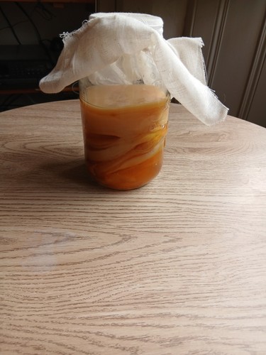 Kombucha scoby least - scoby,