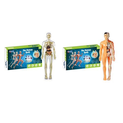 Human body torso - 3d,