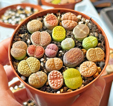 Brilliant Colour Lithops Living Stones Plants, 18-20pcs Lithops - Random Colour