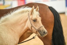 Libby's Foal Head collar