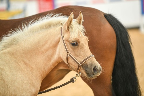 Libby foal head - libby's,