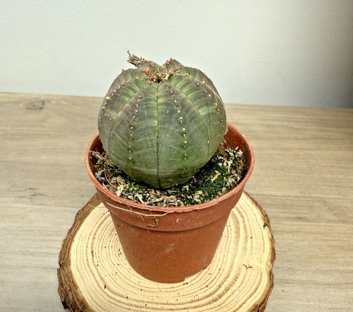 Euphorbia obesa succulent - euphorbia,