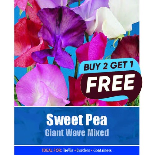 Sweet pea giant wave mixed - giant,