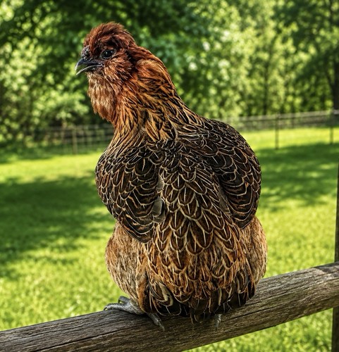 Fertile satin silkie - 6,