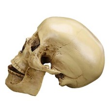White human skull - white,
