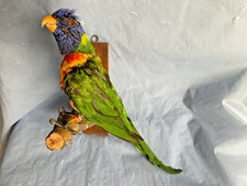 TAXIDERMY PARROT BIRD