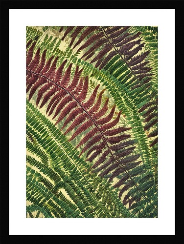 Tranquil fern fronds - tranquil, print