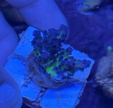 WYSIWYG Miyagi Tort Acropora Coral Frag SPS Not Soft Coral LPS Zoa FREE P&P 