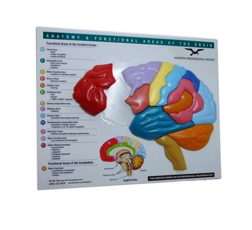 Brain model puzzle anatomy - puzzle,