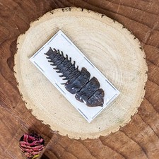 Trilobite Duliticola living