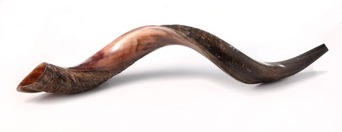 Kosher kudu shofar horn - shofar, 22-24"