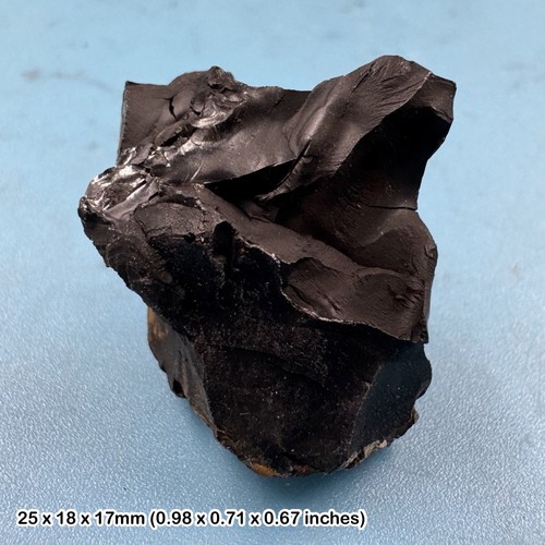 Whitby jet fossil tree - , resin