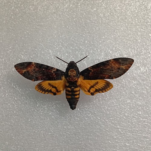 Acherontia atropos death s - atropos,, death's