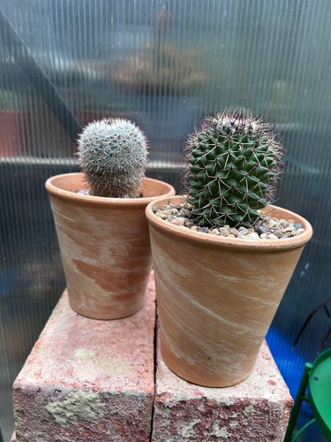 Mammillaria cactus - mammillaria,