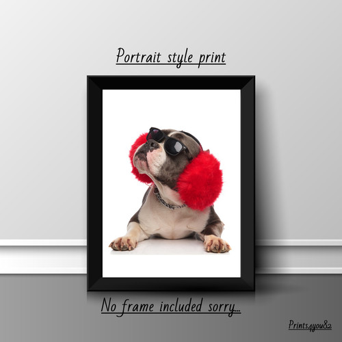 American bully dog pet - bully,