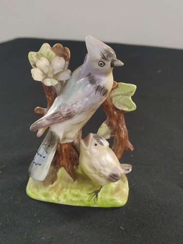 Blue jay bird - +, chick