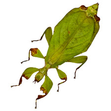 Green leaf insect phyllium - green,