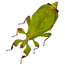 Green Leaf Insect (Phyllium