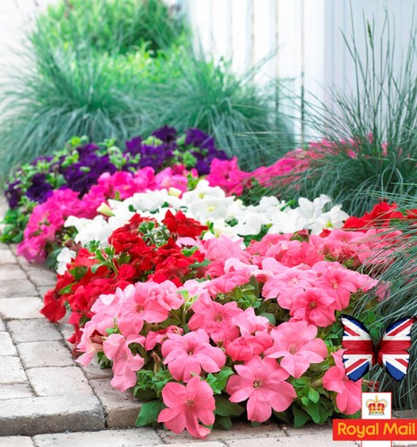 Petunia superbissima mixed 150 - mixed,