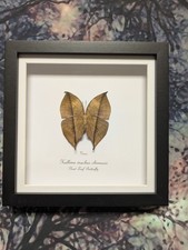 Dead leaf butterfly kallima - leaf,
