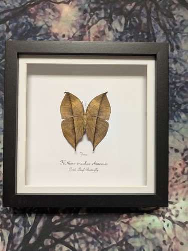 Dead leaf butterfly kallima - leaf,