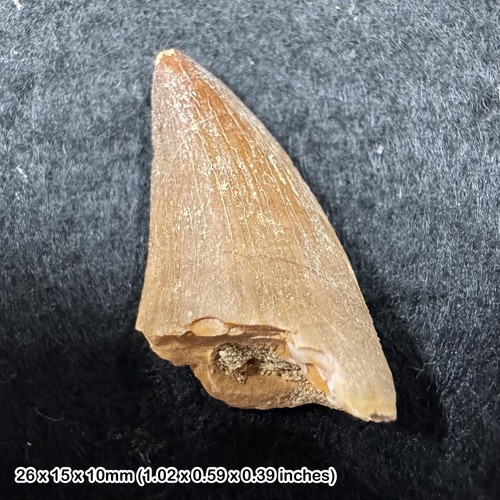 Mosasaur tooth fossil genuine - mosasaur,
