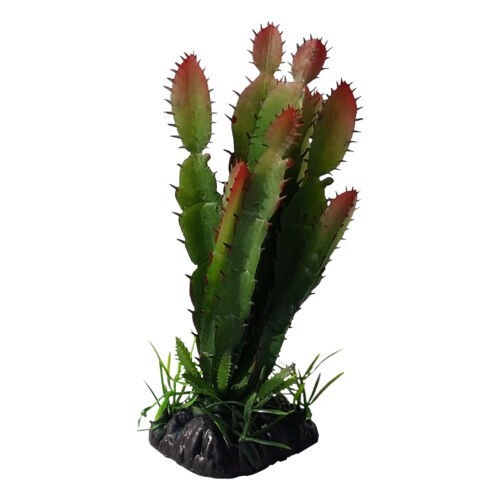 Cactus aquarium foliage plant - cactus,