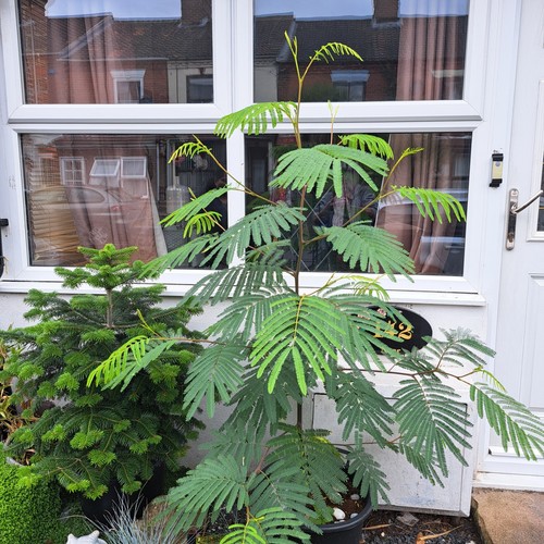 Albizzia lophantha sapling - lophantha,