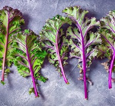 Red Russian Kale Frost Hardy -