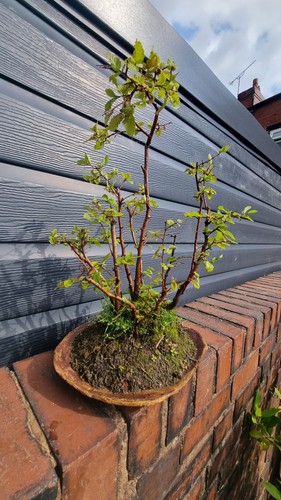 Nothofagus obliqua forest - nothofagus,