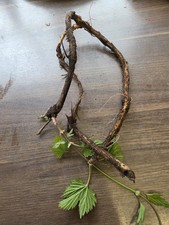 Hop Plants, Rhizomes, Named
